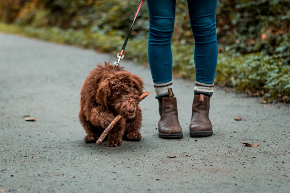 dog holding stick