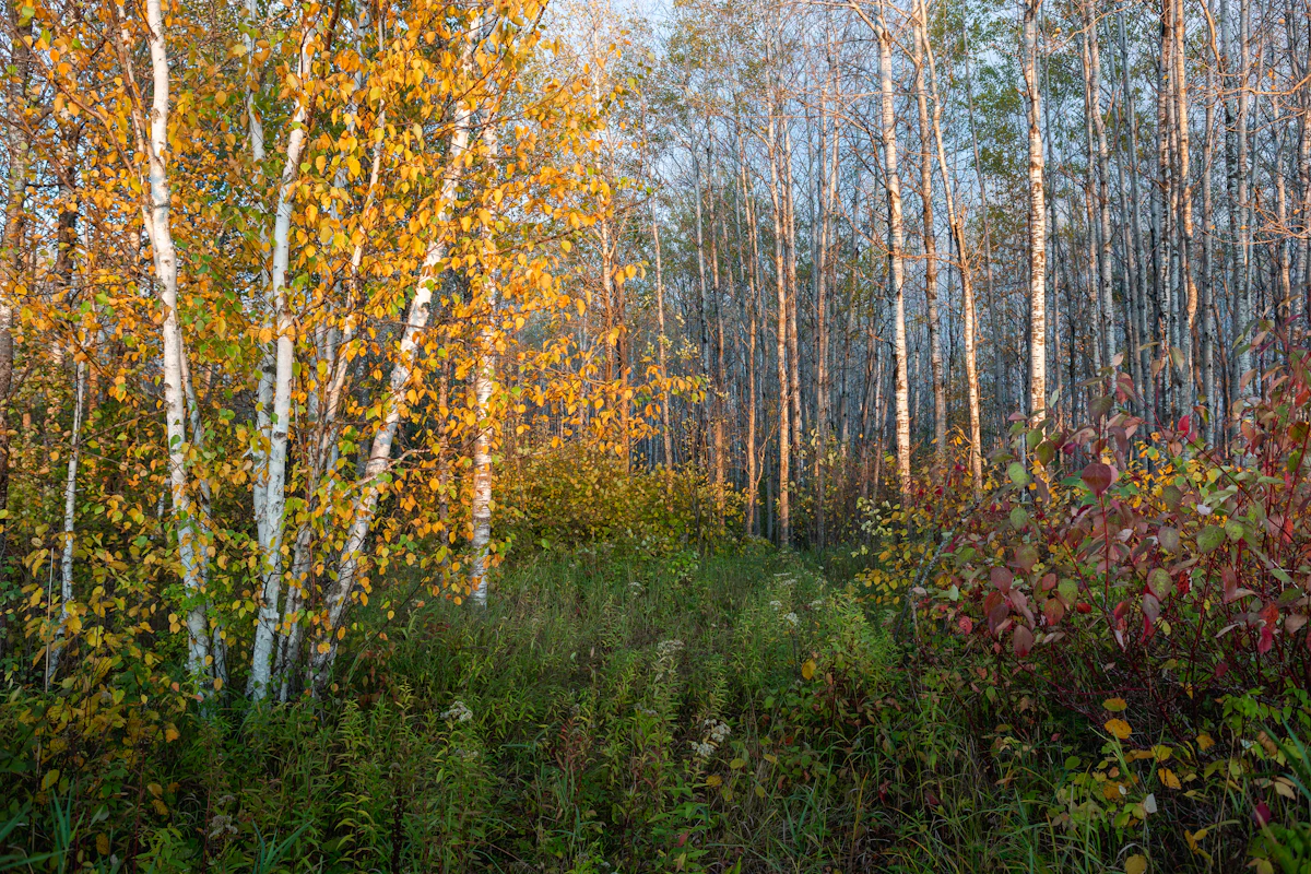 Paper birches turning yellow over red shrubs near Mellen, Wisconsin