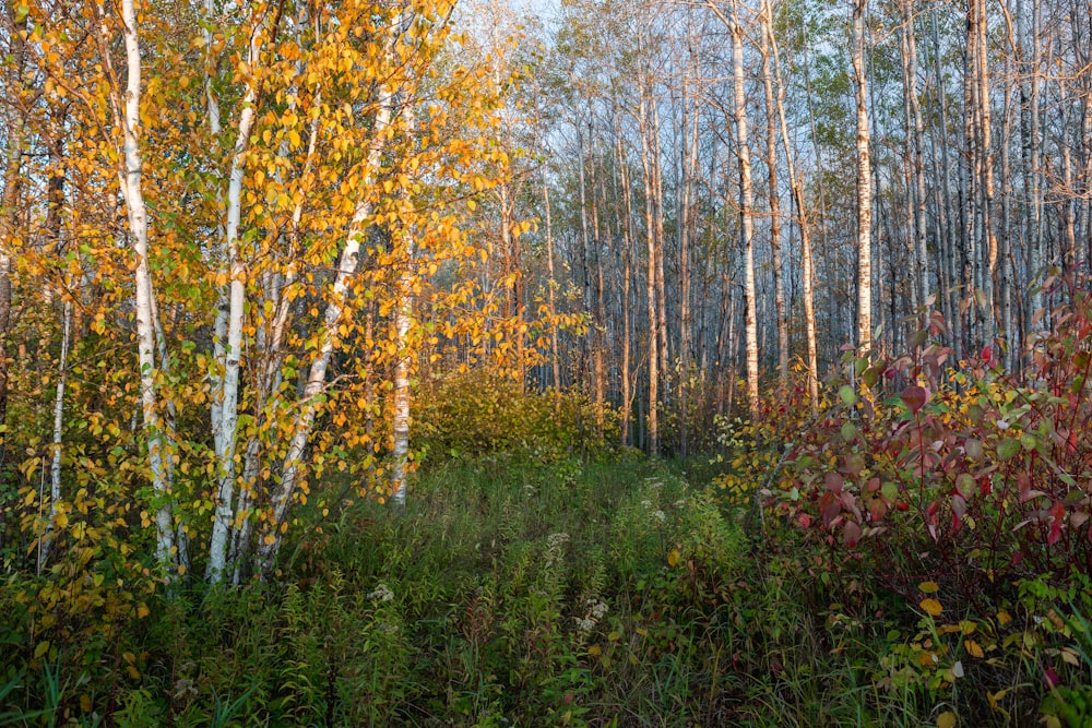 forest scenery