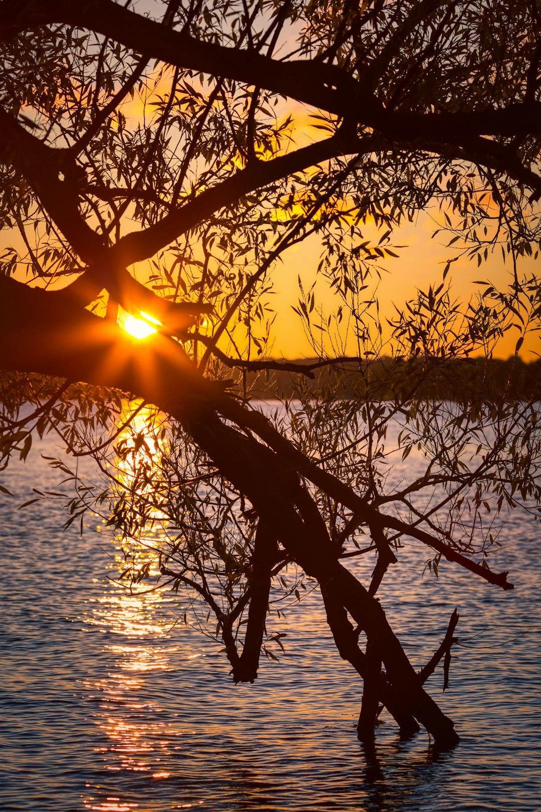 tree in body of water during day