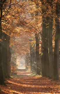 A serene forest path in autumn.