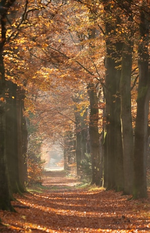 A serene forest path in autumn.
