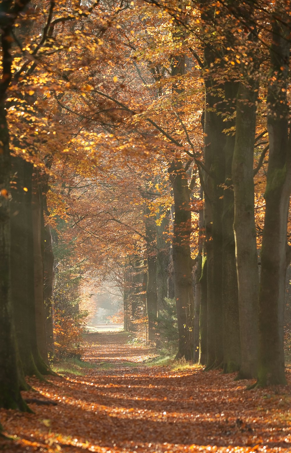 green-leafed trees