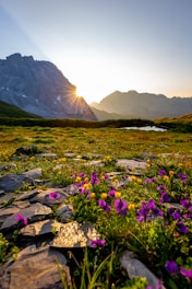 purple petaled flowers near mountain