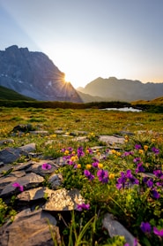 purple petaled flowers near mountain