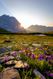 purple petaled flowers near mountain