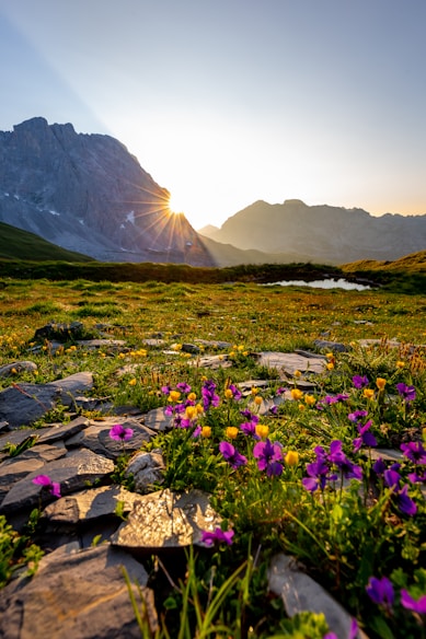 purple petaled flowers near mountain