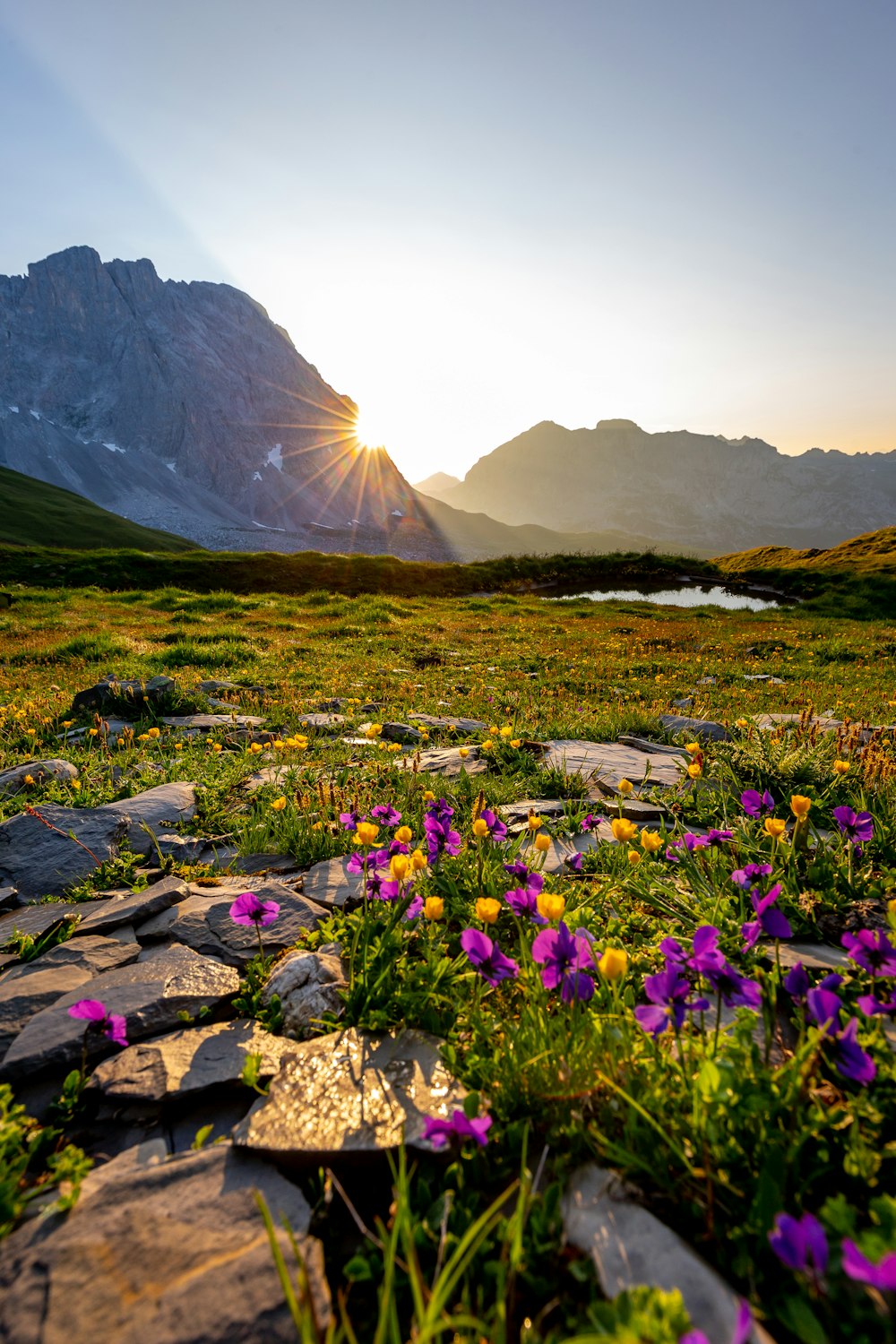 Flores de pétalas roxas perto da montanha