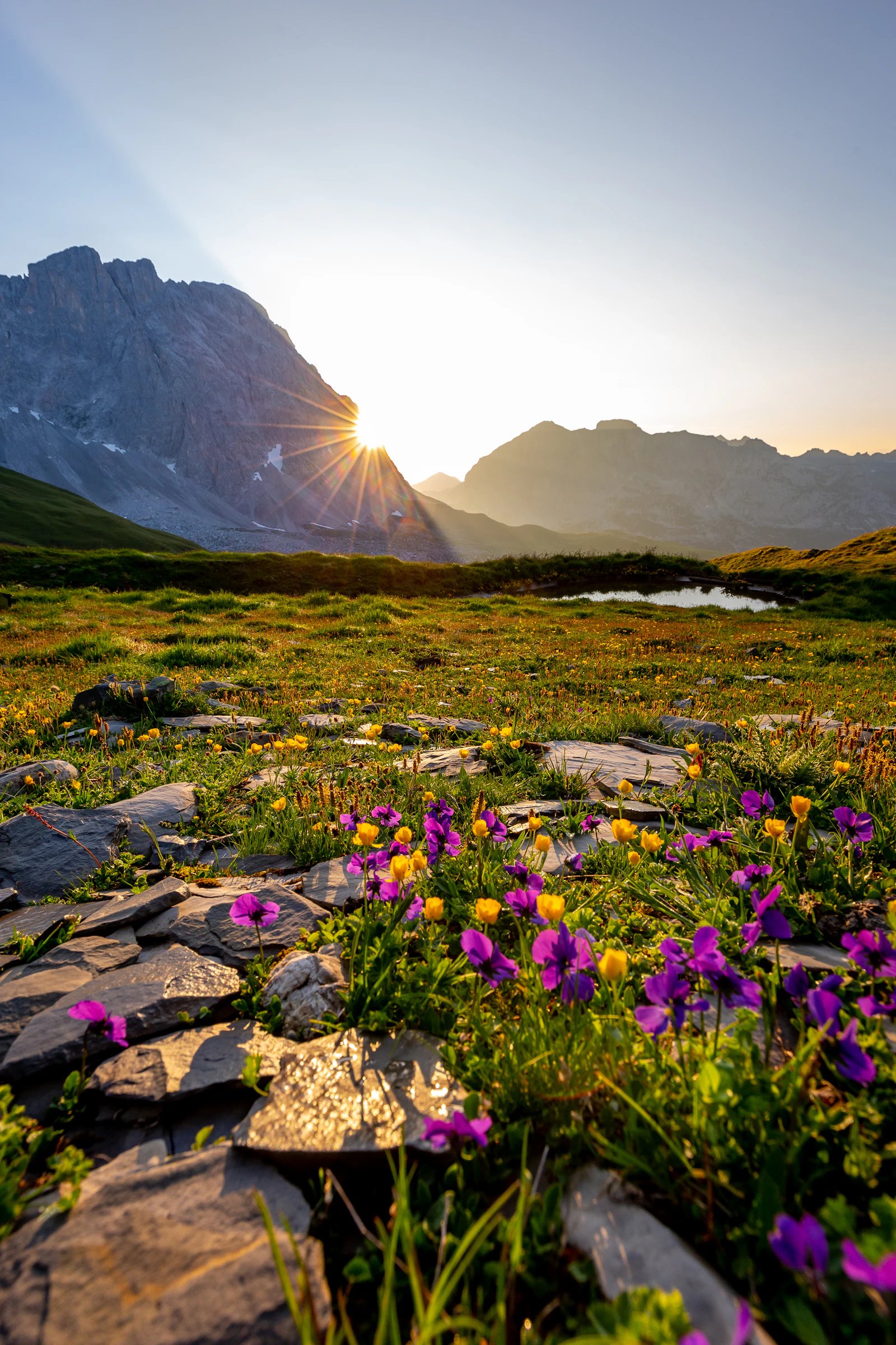 Fleurs violettes devant un paysage de montagne (image d'illustration)
