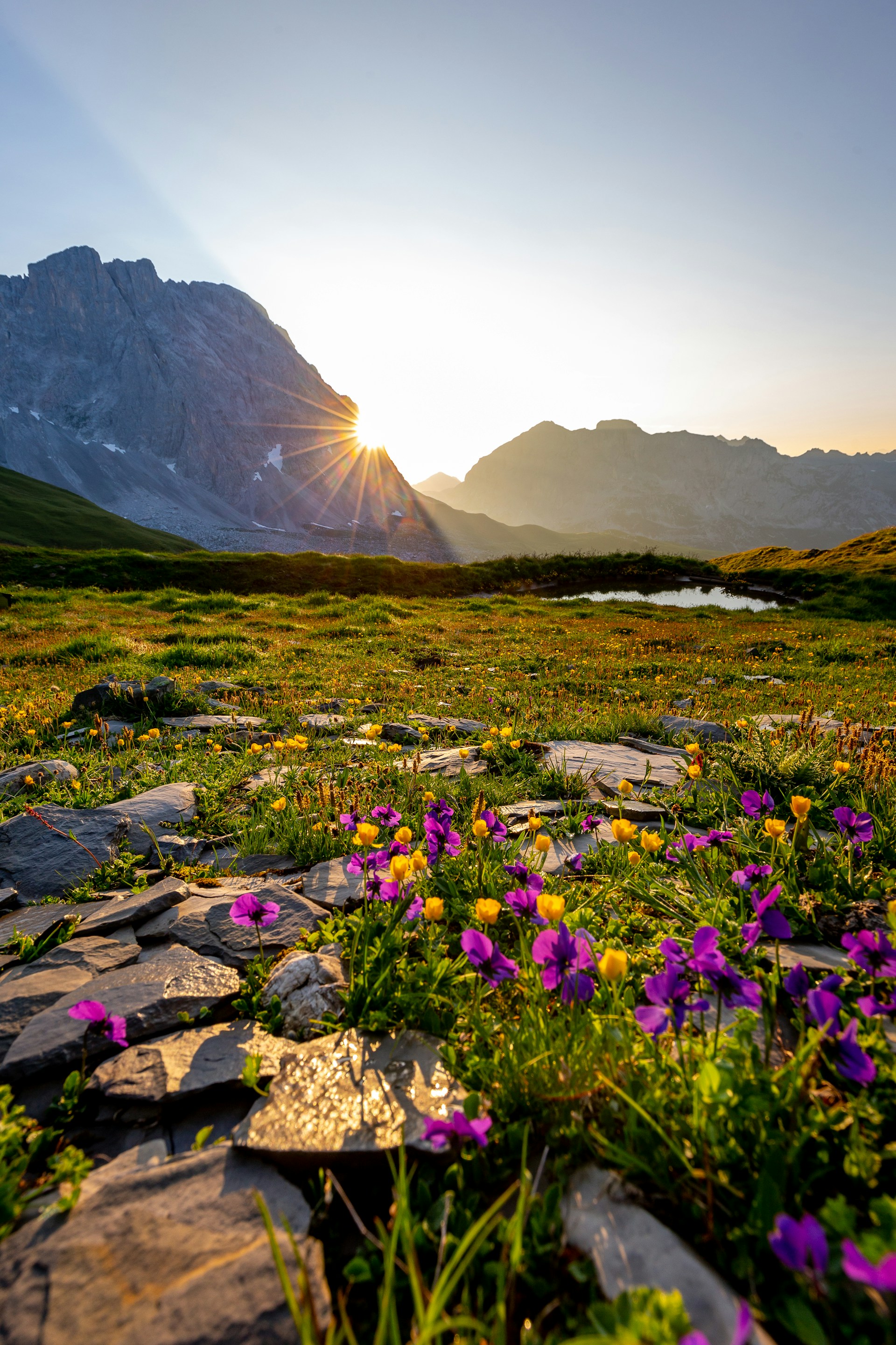 purple petaled flowers near mountain