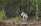 A lone wolf standing in a lush forest clearing, surrounded by dense green foliage and trees. The wolf is gazing to the side, with its fur blending into the natural surroundings. The scene captures the wild, serene atmosphere of nature.