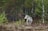 A lone wolf standing in a lush forest clearing, surrounded by dense green foliage and trees. The wolf is gazing to the side, with its fur blending into the natural surroundings. The scene captures the wild, serene atmosphere of nature.