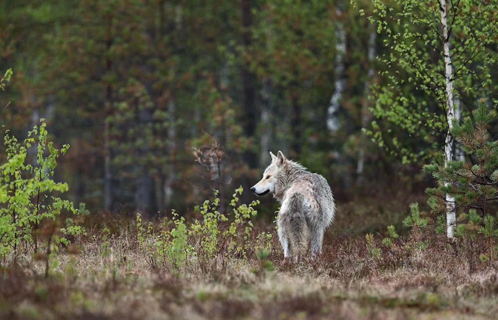 wolf standing near plants