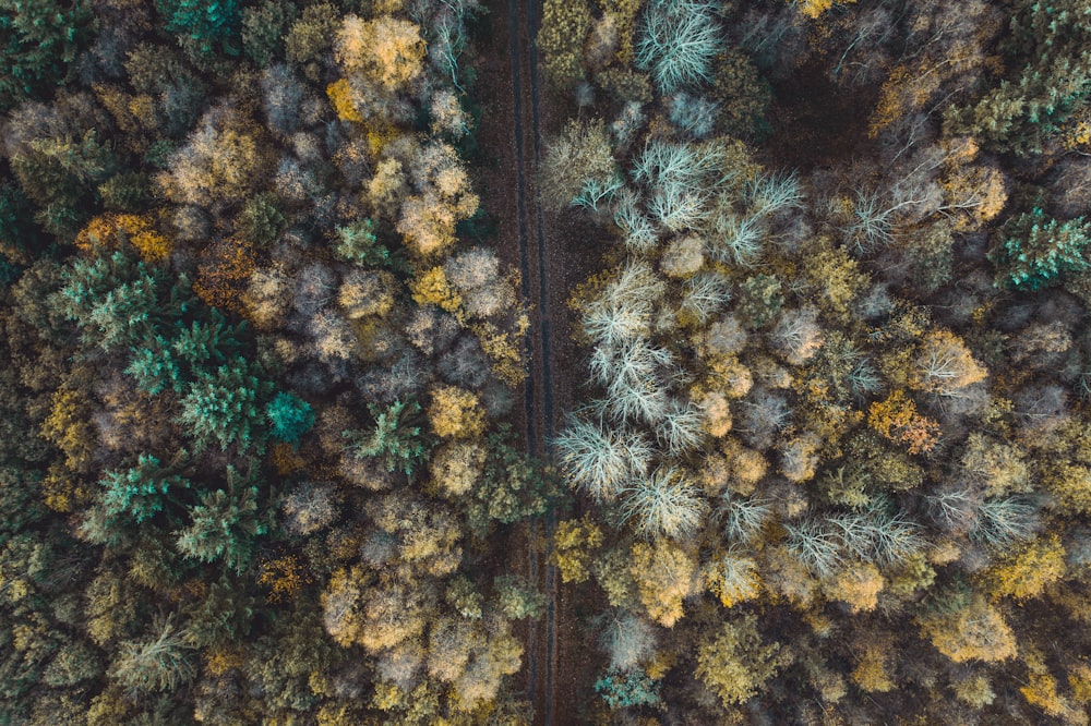 high-angle photo of trees