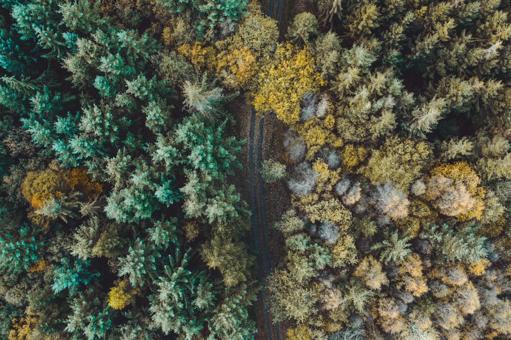 road in the middle of the forest during day