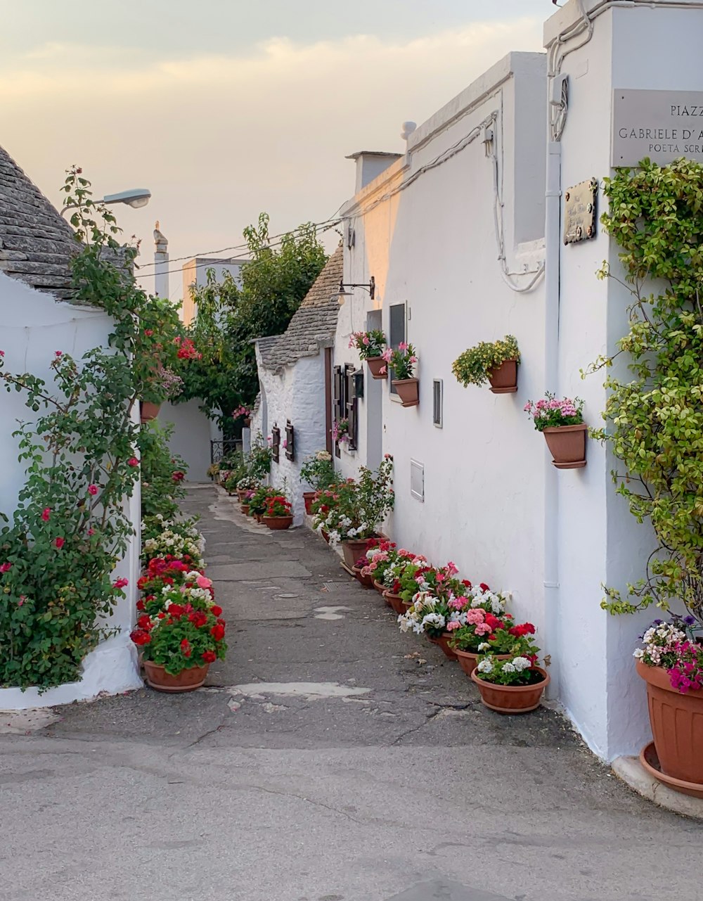 green-leafed plants with white, pink, and red flowers