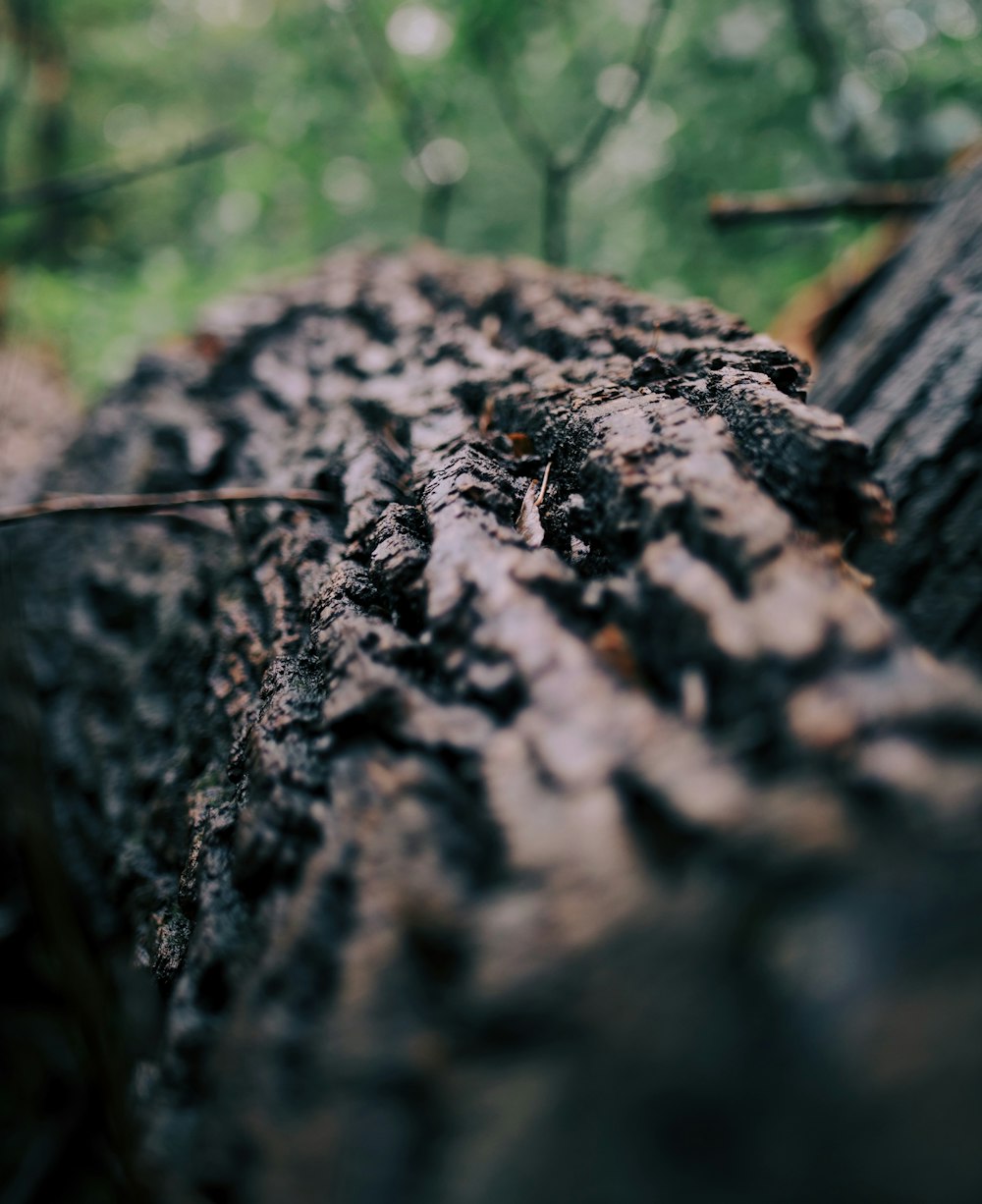 brown tree trunk