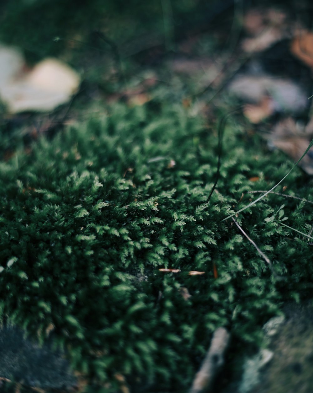 green leaf plant