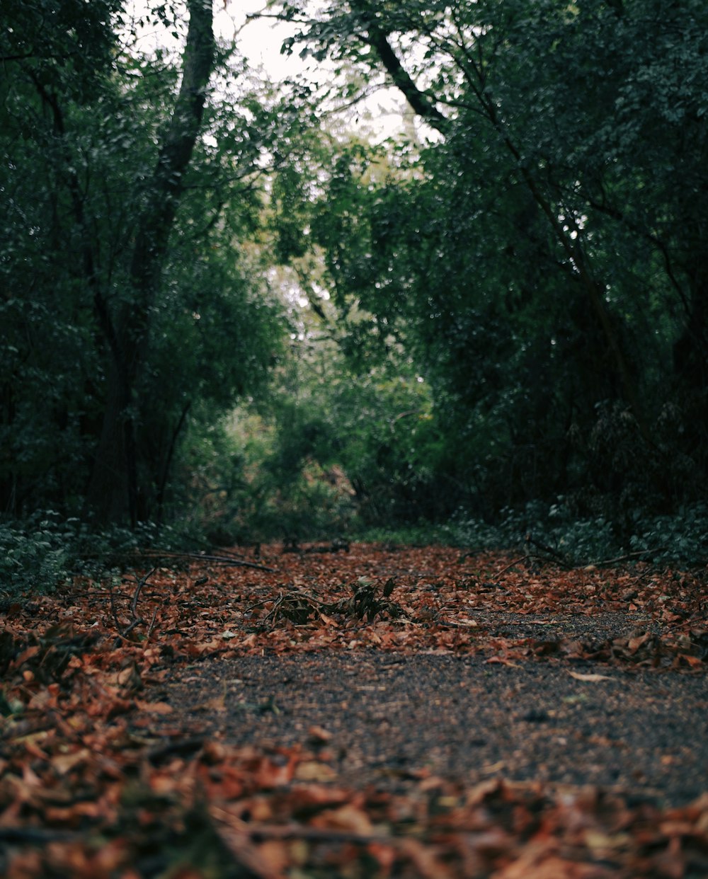 Hojas en el bosque