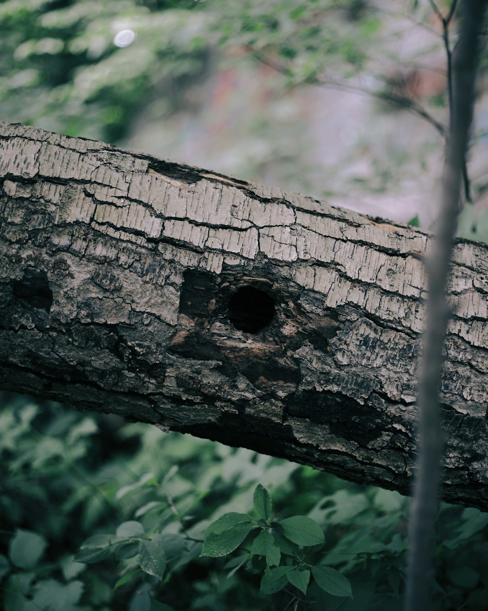 holes on brown tree trunk