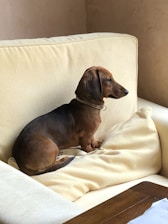 A small brown dachshund is sitting on a beige couch, looking attentively towards the side. The dog has a smooth coat and is wearing a collar. The couch features plush cushions and is situated in an indoor setting with soft lighting.