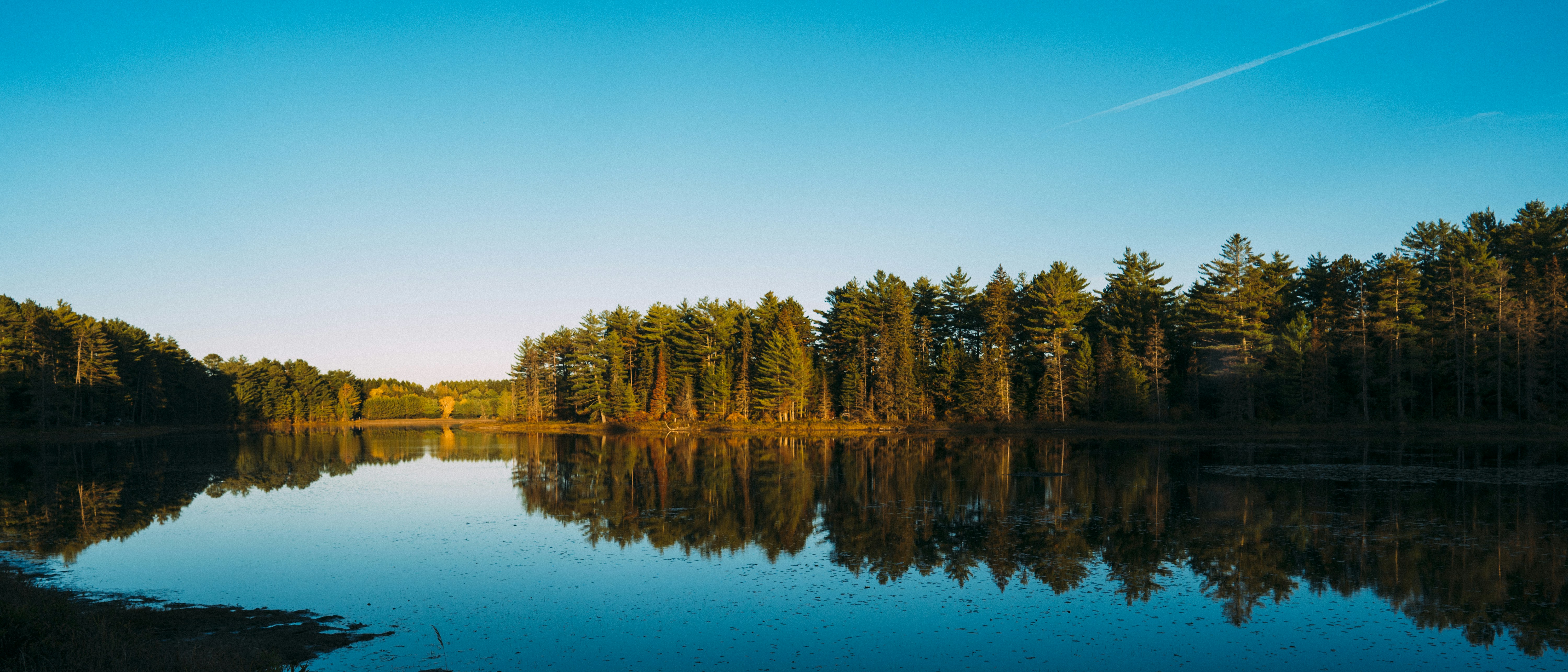 日中の森林と水域