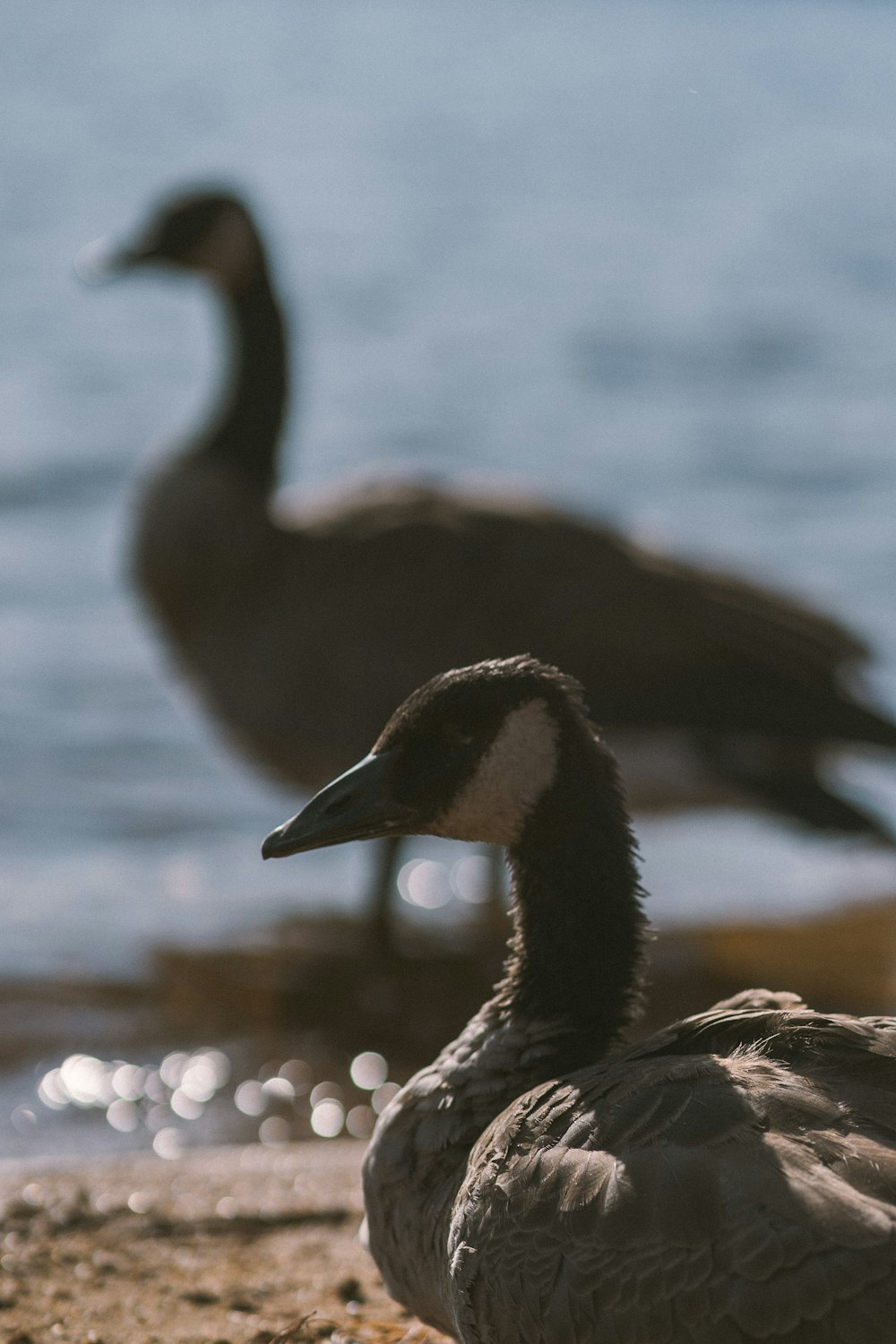 two goose at beach