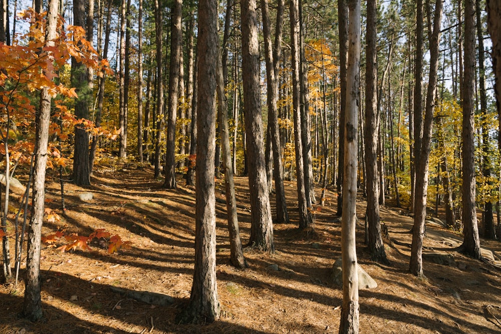 trees in forest