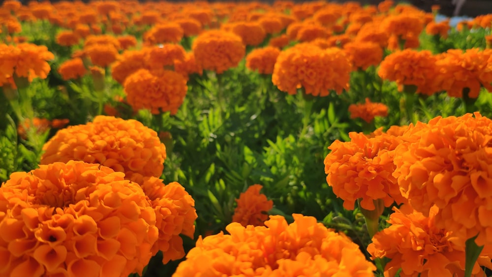 orange petaled flower