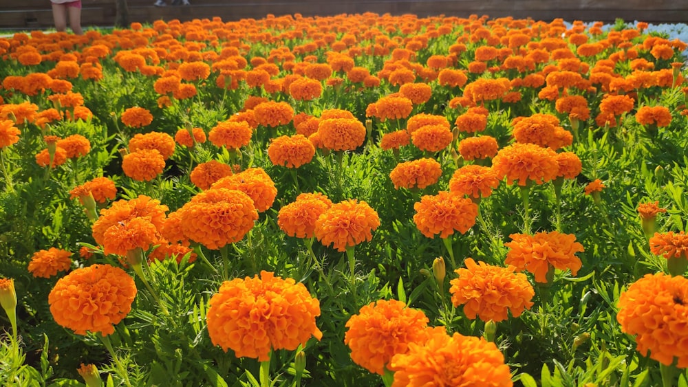 orange petaled flowers