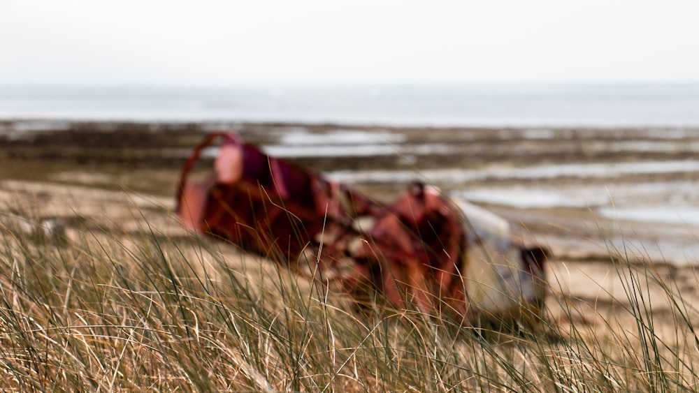 selective focus photography of green grass