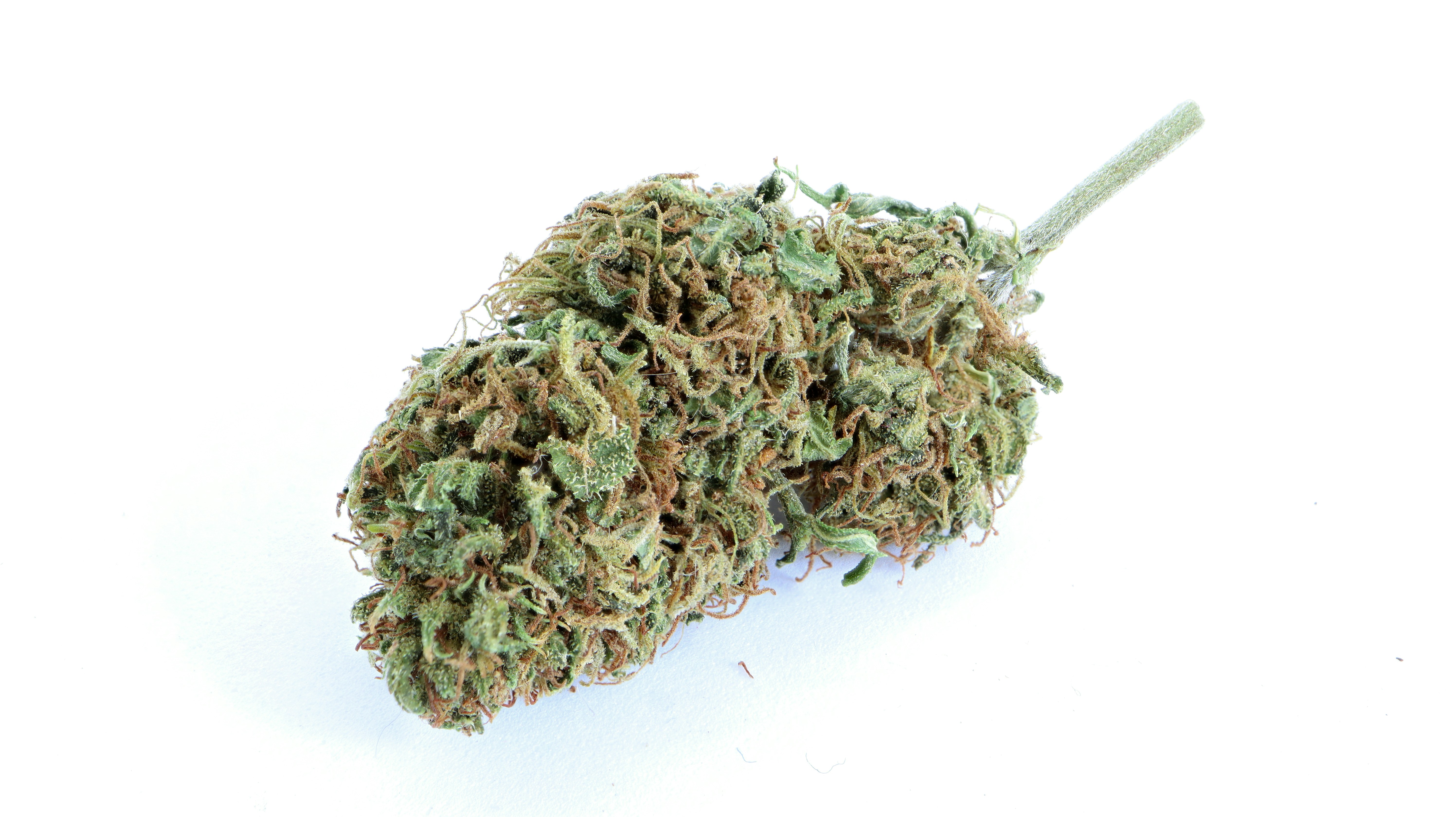 photo-1571083918227-f78e9d61f525?ixid=M3wxMjA3fDB8MXxzZWFyY2h8M3x8aGFzaCUyMHdlZWQlMjBvbiUyMHNhbGV8ZW58MHx8fHwxNzY0MjY1OTA4fDA\u0026ixlib=rb-4.1.0