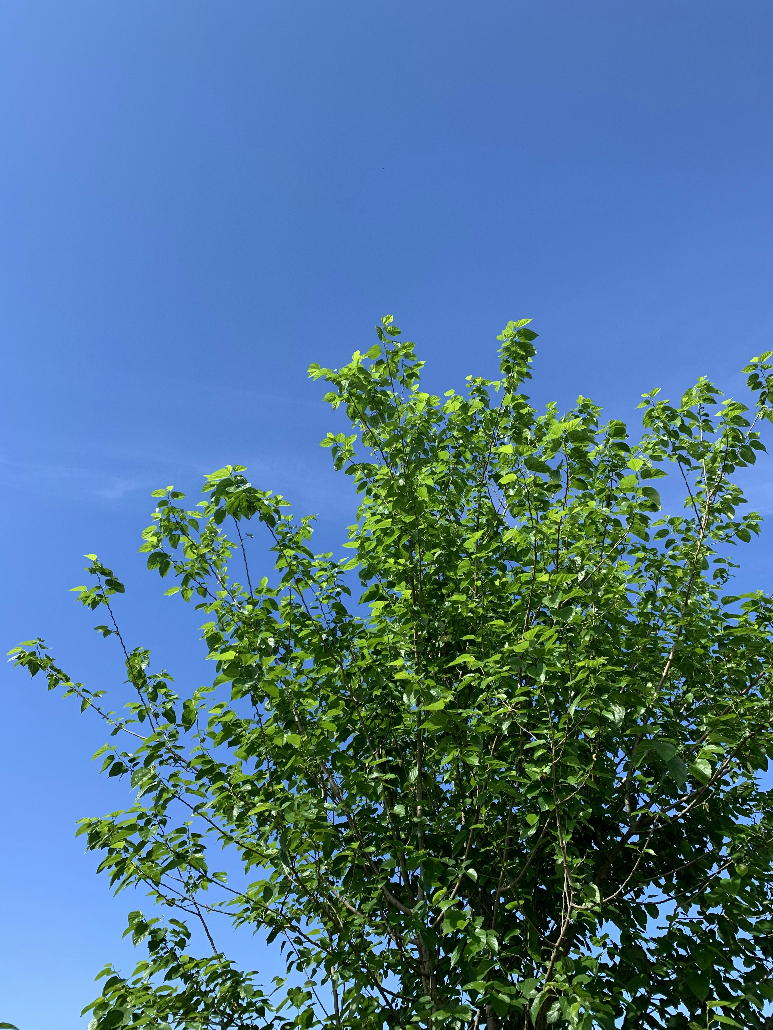 photo-1571084527513-2ff5554802ce?ixid=M3wxMjA3fDB8MXxzZWFyY2h8MTl8fCVFMCVCOCVBMSVFMCVCOCVBNyVFMCVCOCVBMiVFMCVCOCVBNyVFMCVCOCVCMSVFMCVCOCU5OSVFMCVCOCU5OSVFMCVCOCVCNSVFMCVCOSU4OXxlbnwwfHx8fDE3NTM3OTY3Njd8MA\u0026ixlib=rb-4.1.0