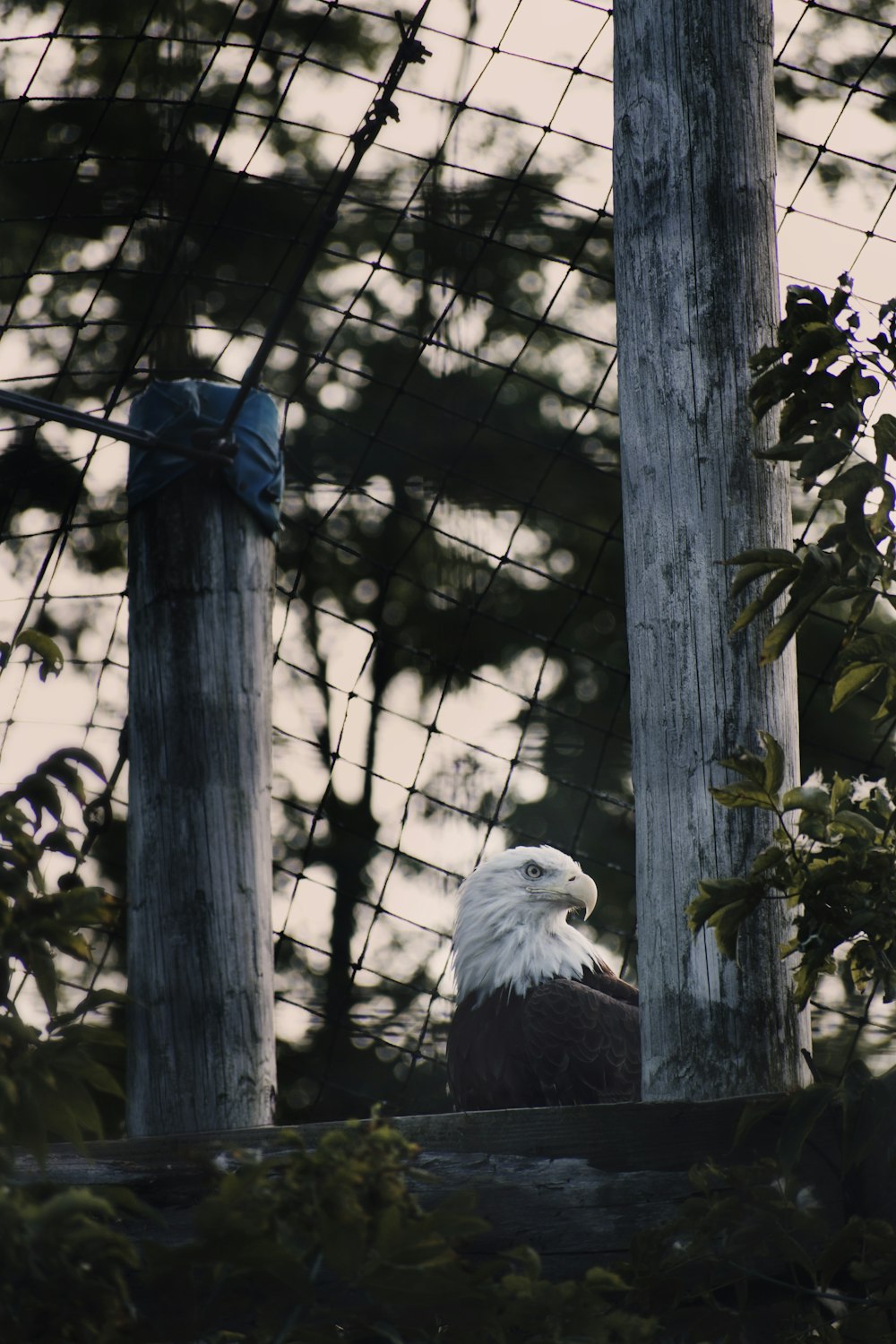 bald eagle near post