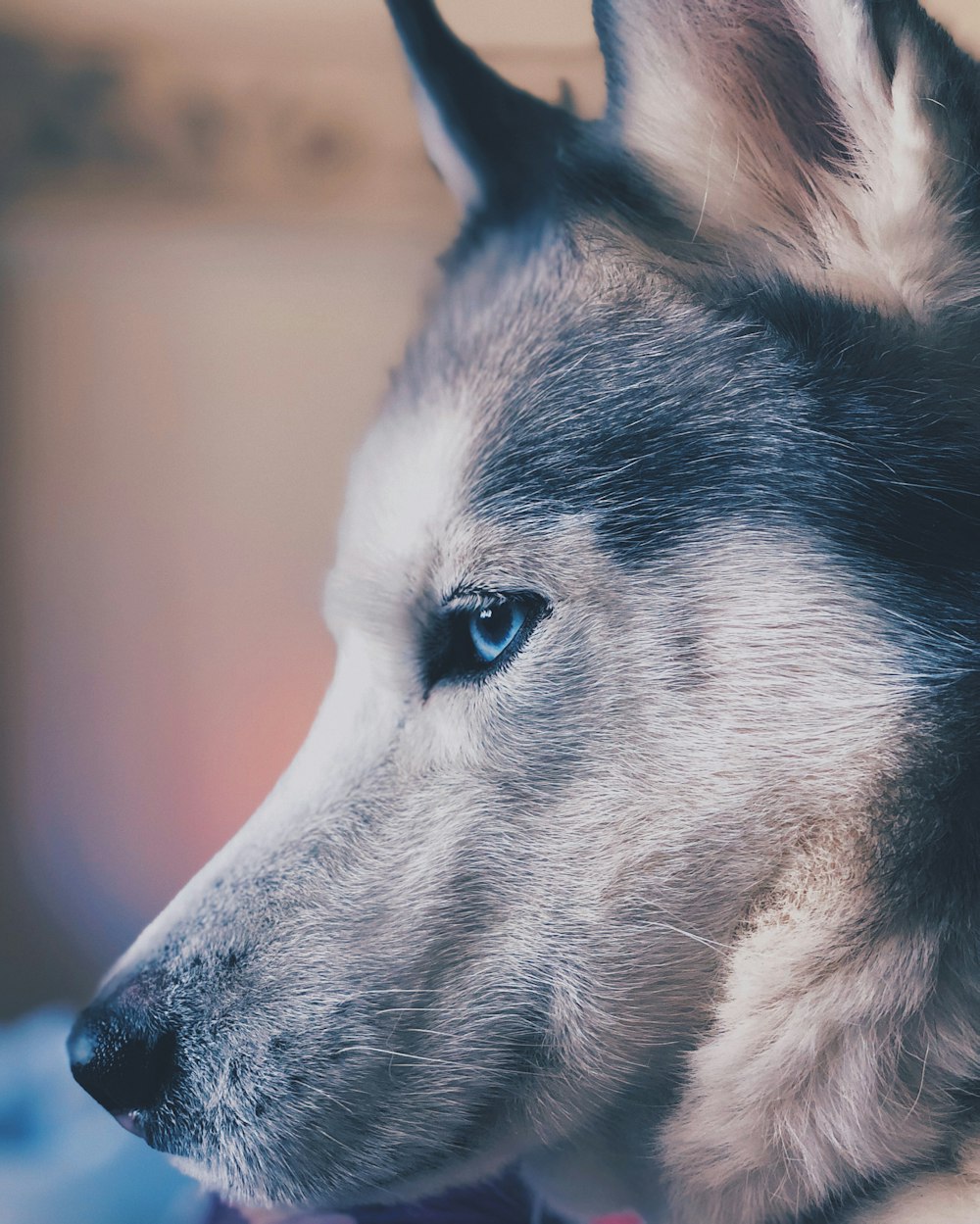 adult white and gray Siberian Husky