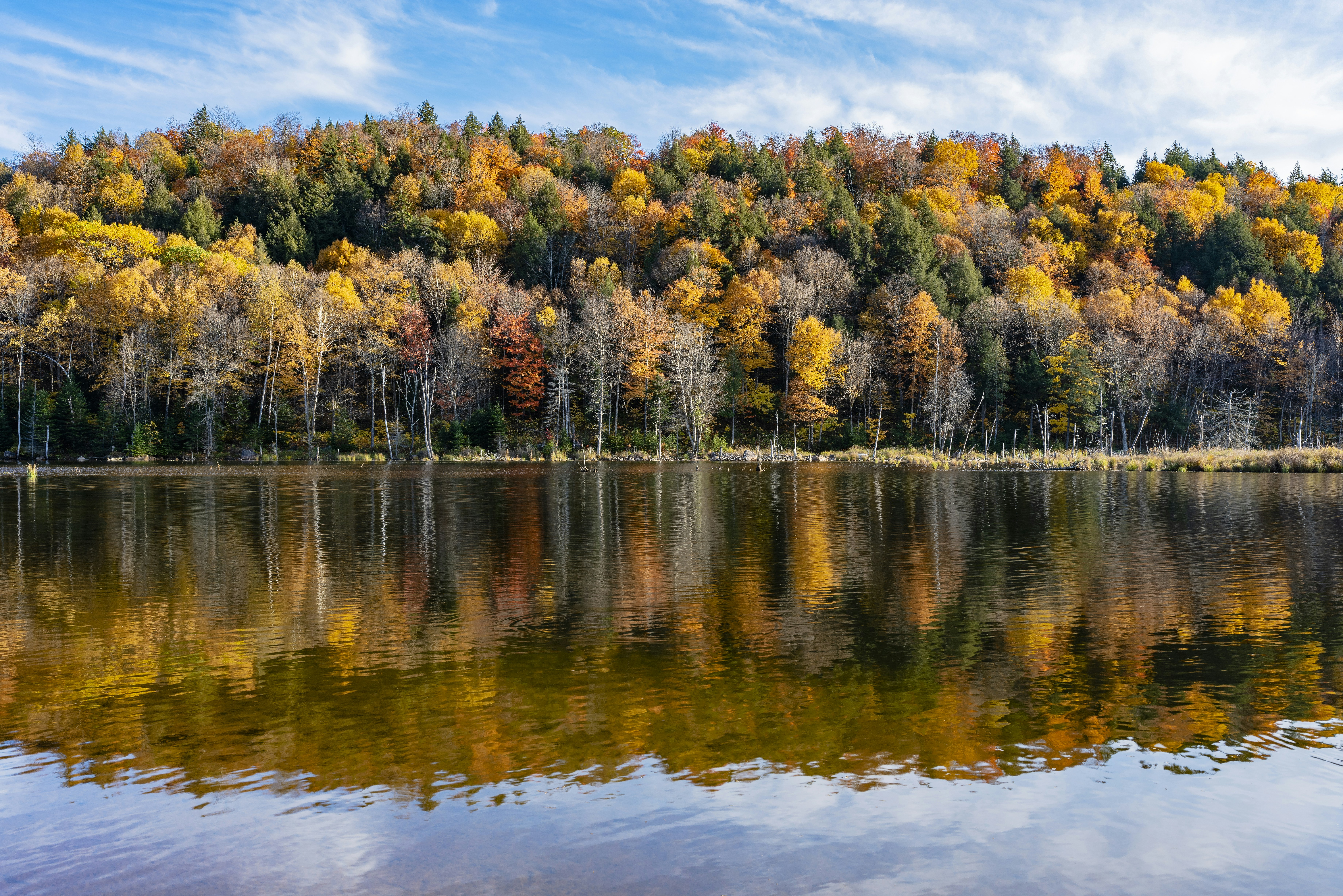 green and yellow trees beside body of water