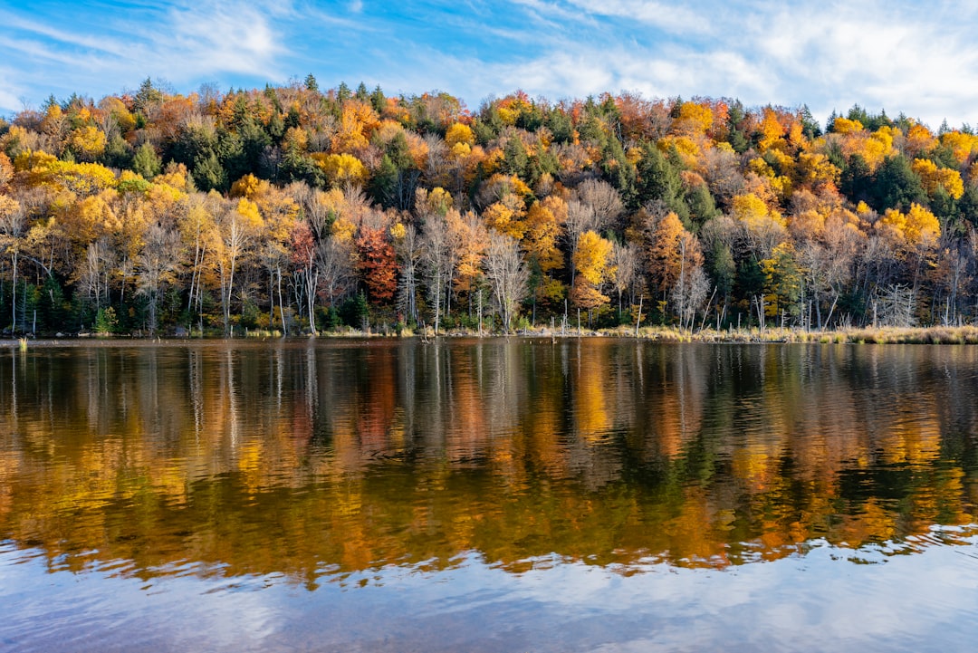 green and yellow trees beside body of water