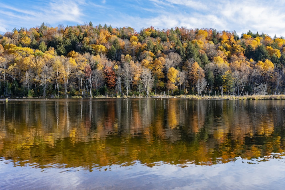 green and yellow trees beside body of water