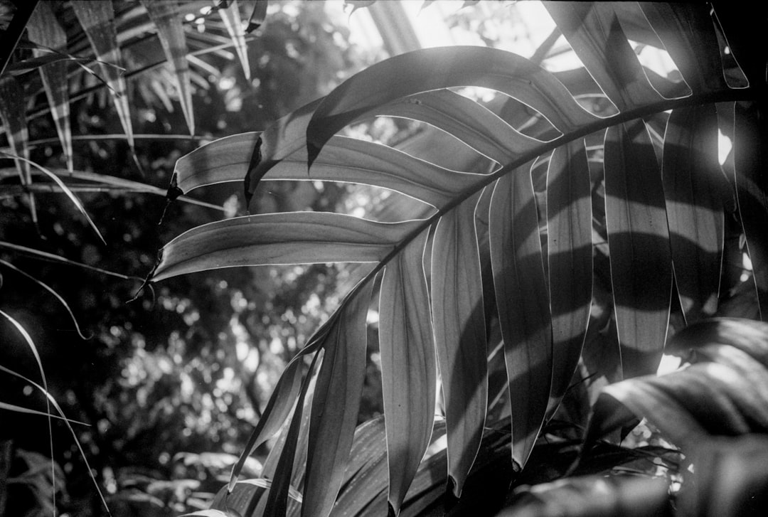 grayscale photography of plant