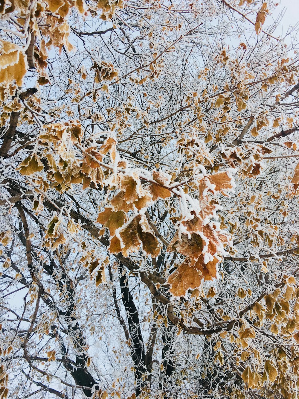 brown leaf trees during daytime