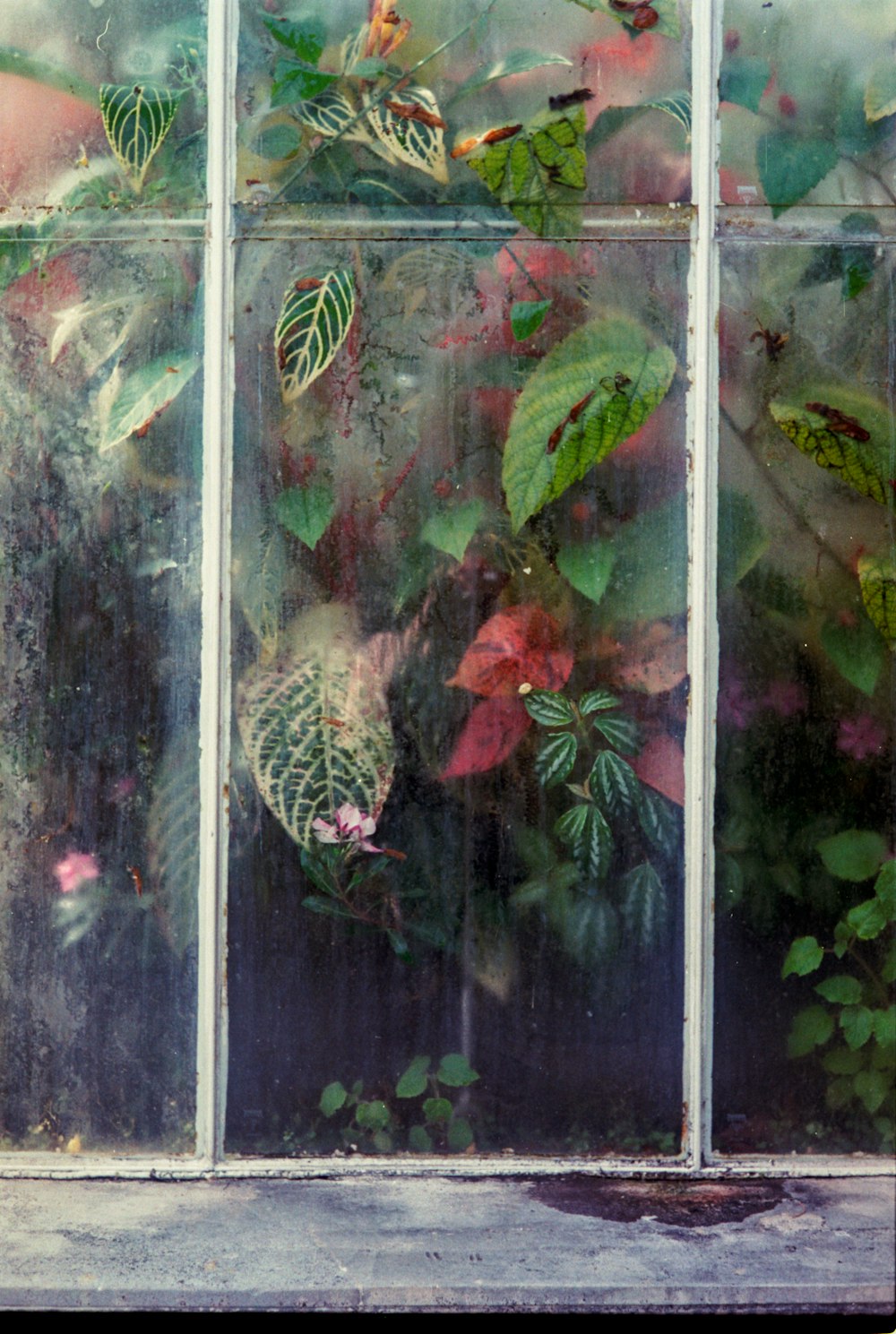 green-leafed plant behind a clear glass window