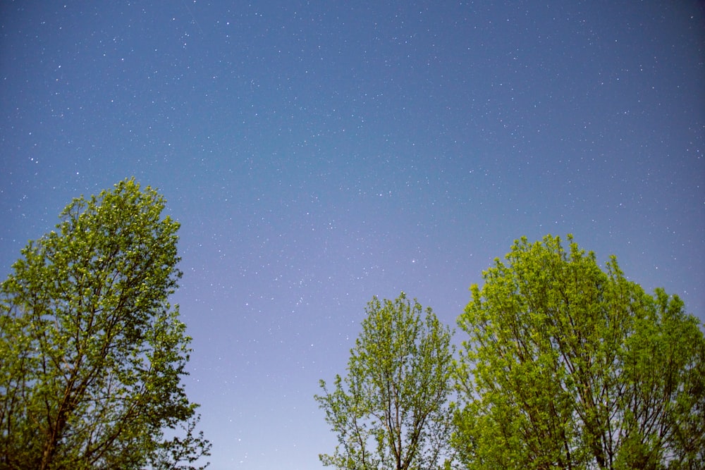 green leafed trees