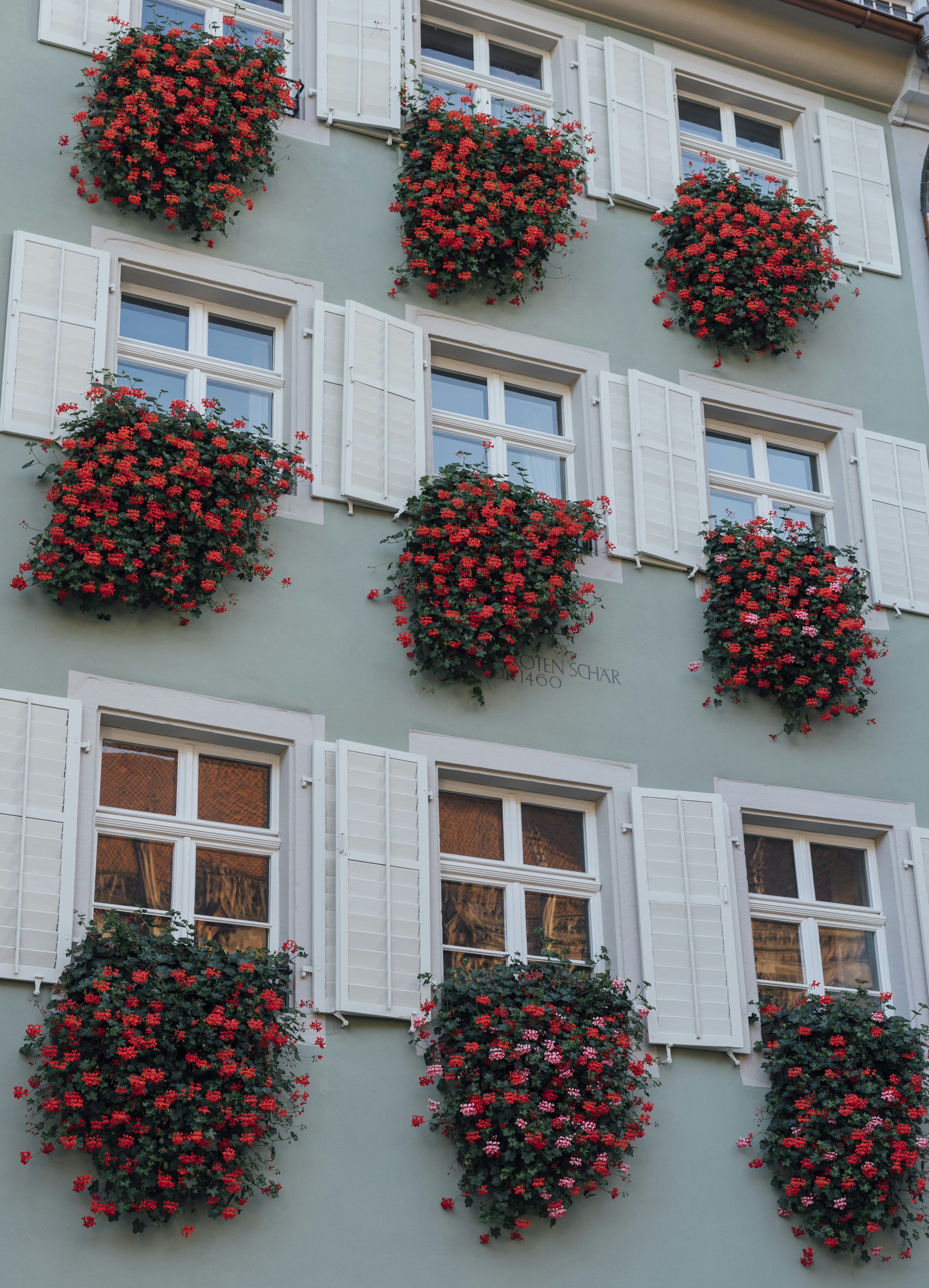 red petaled flowers on building wall