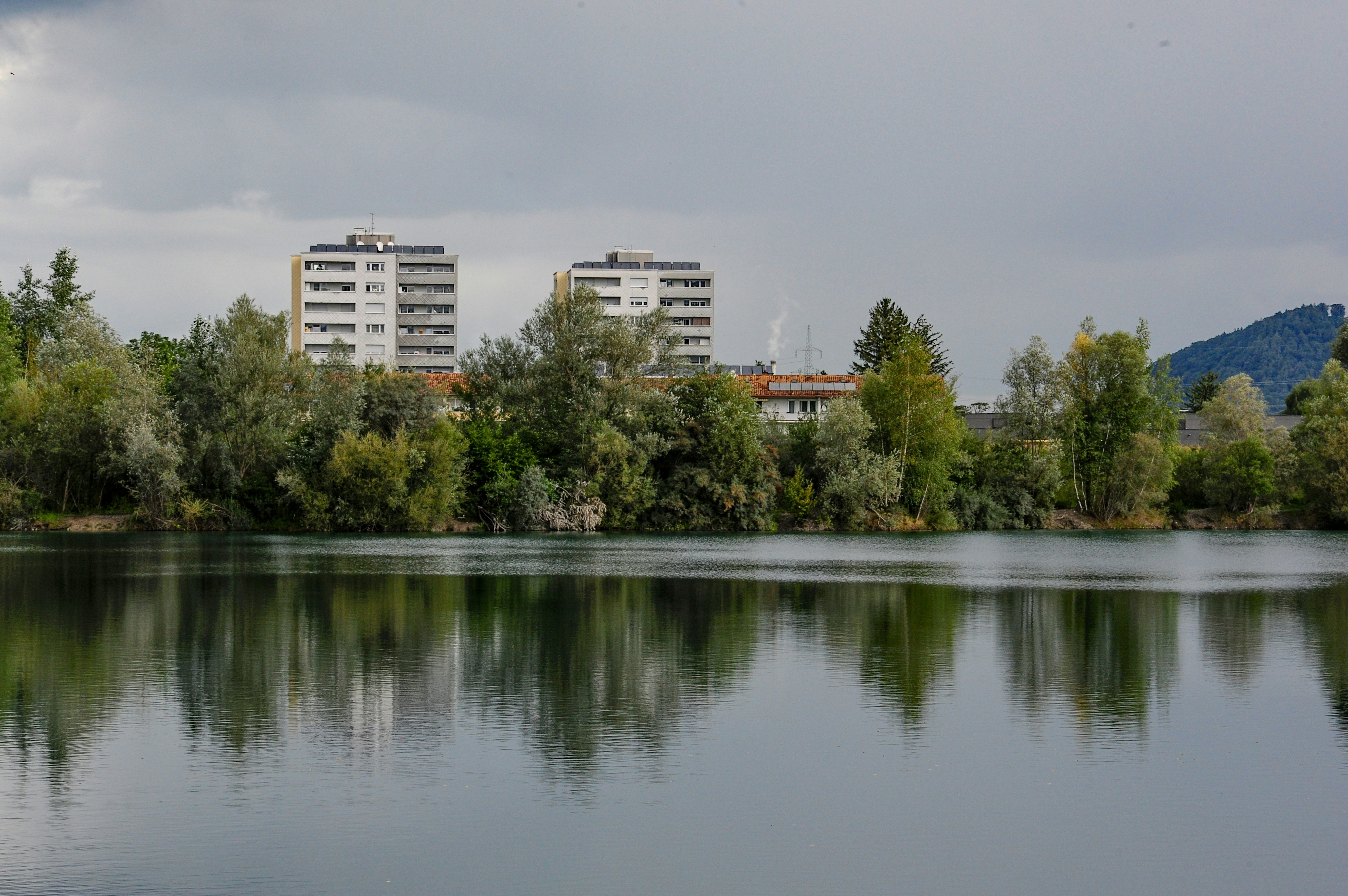 green trees near body of water