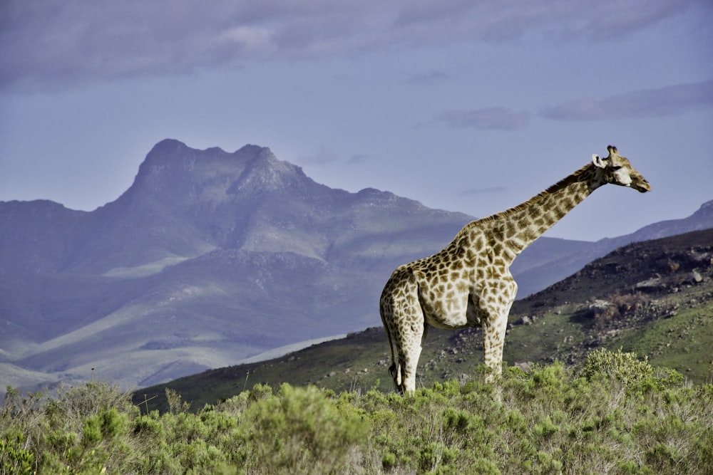 giraffe on high ground