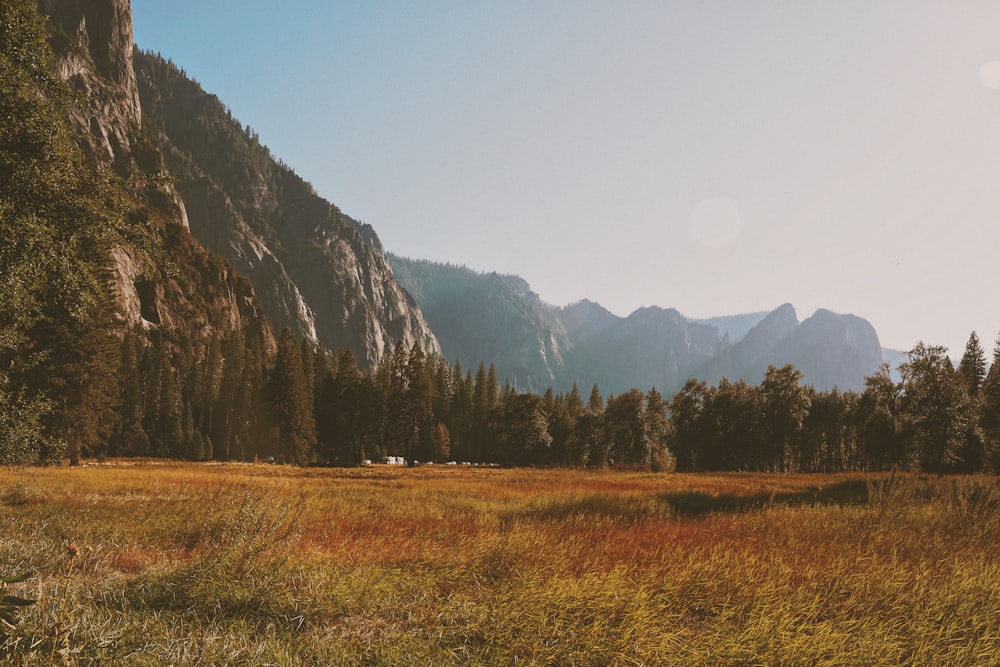 brown grass field and pine trees