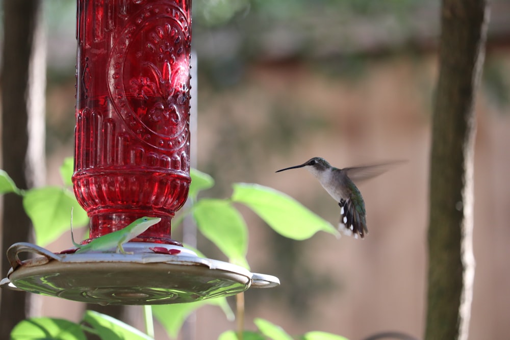 bird near glass