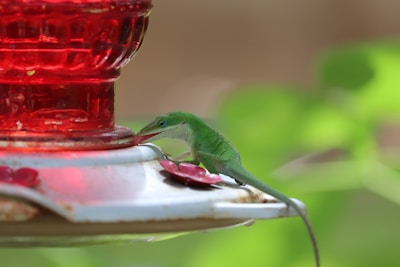 A green lizard is perched on a white feeder with a red top, extending its tongue to reach something. The background is softly blurred, highlighting green foliage with a serene, out-of-focus effect.