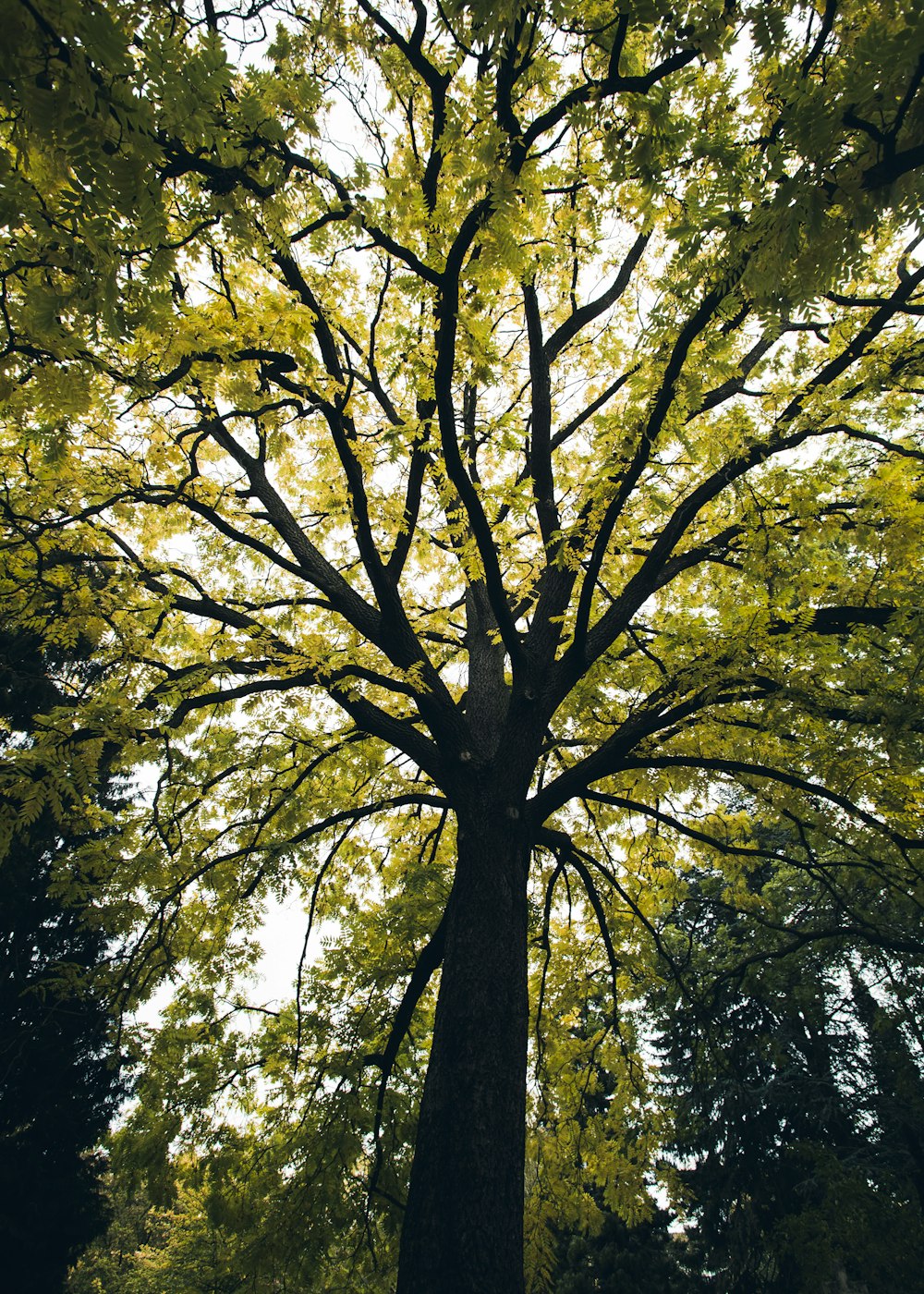 tree with green leaves during day