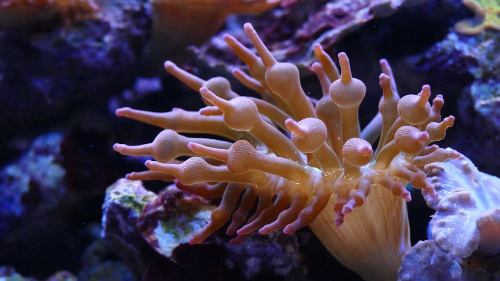 yellow and pink sea anemone